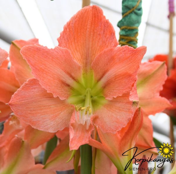 Amaryllis